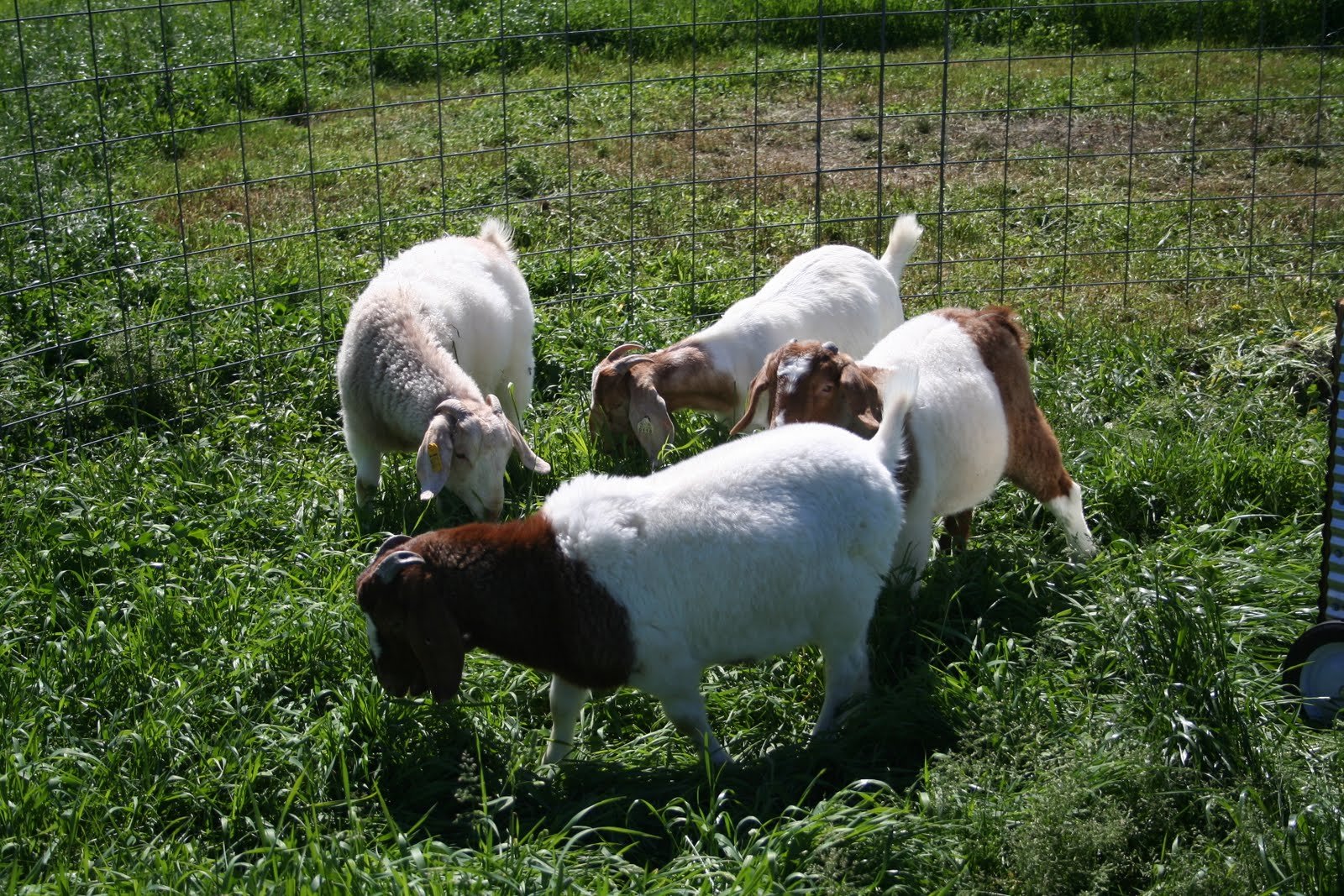 Sheep grazing on green pasture
